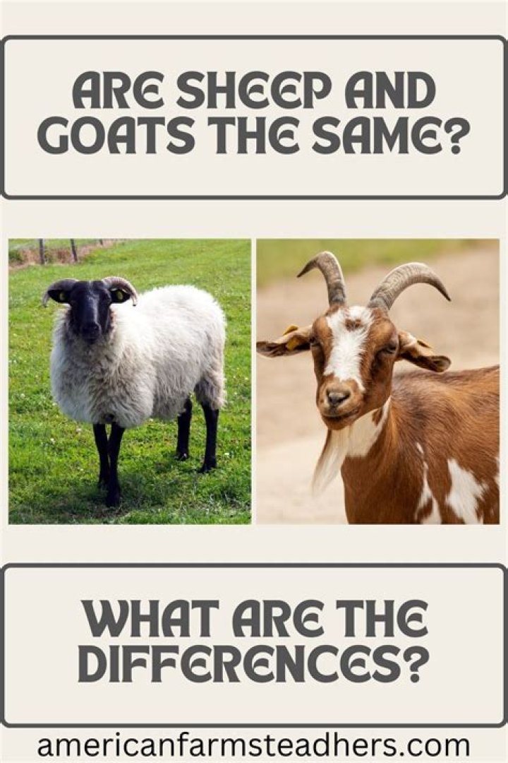 What's the difference between a goat and a lamb?