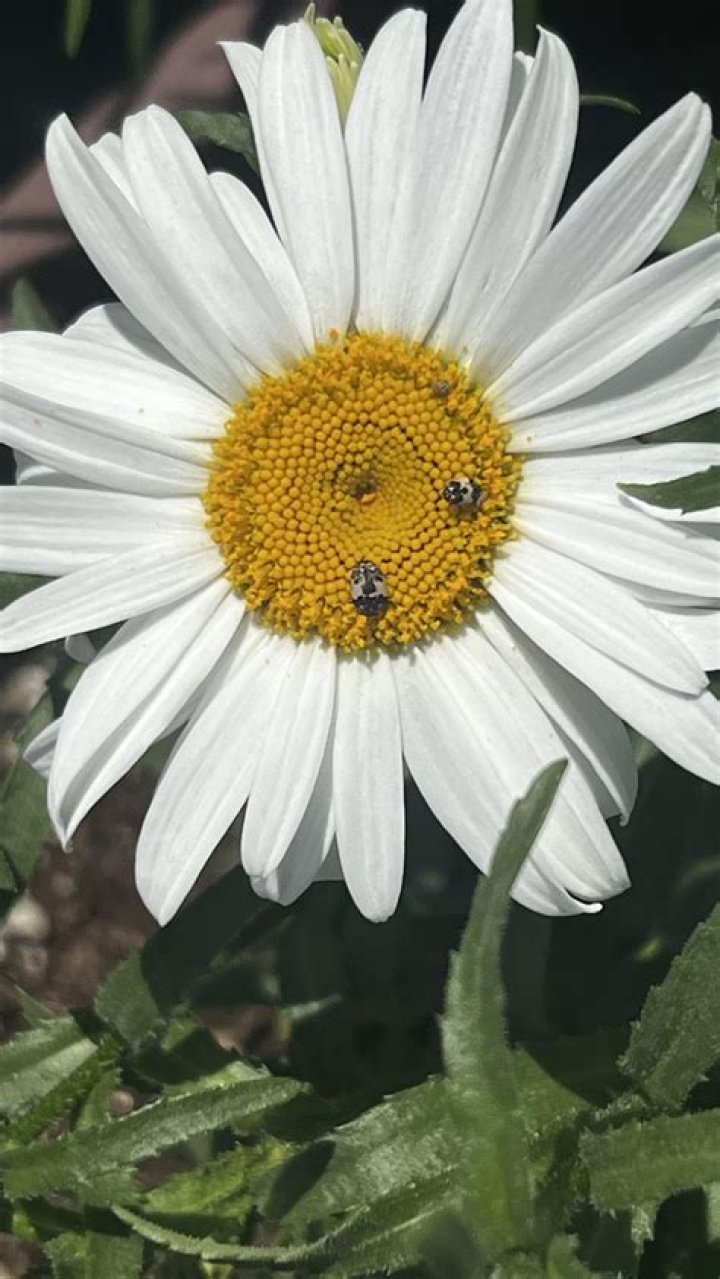 What's wrong with my Shasta daisies?