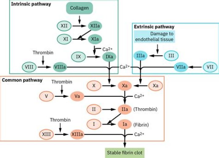 What activates the intrinsic contact activation pathway of coagulation?