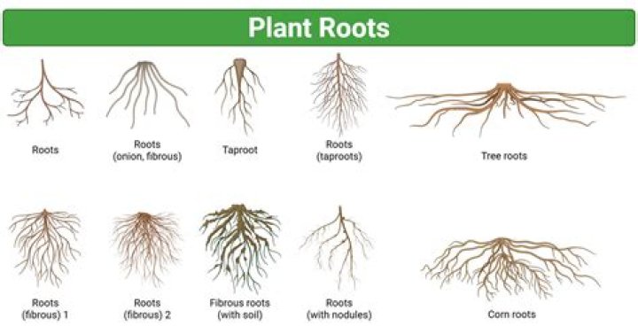 What adaptation do conifer roots have?