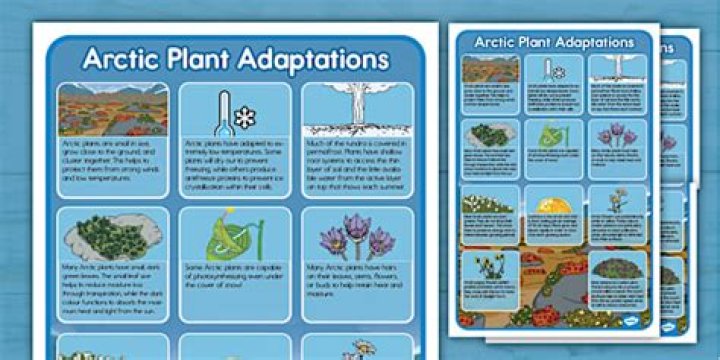 What adaptation might help a plant survive in cold winters?