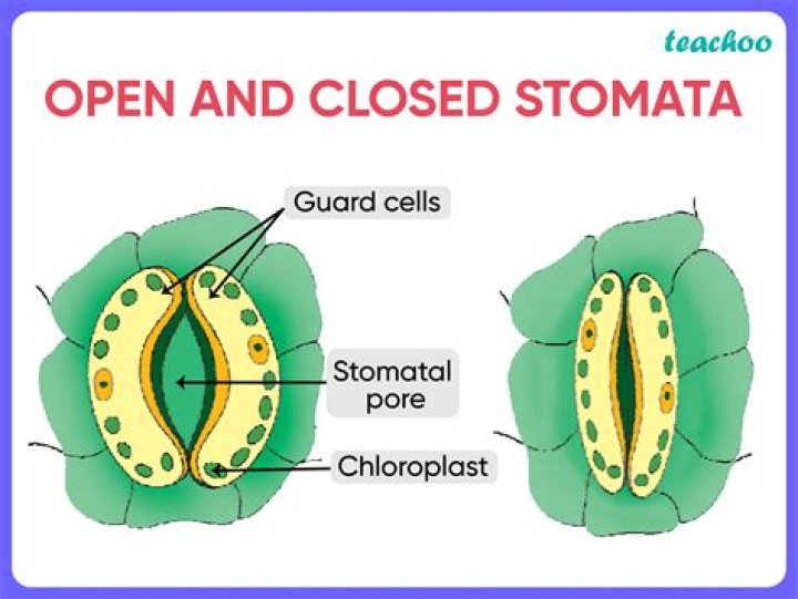 What allows the stomata to open and close?