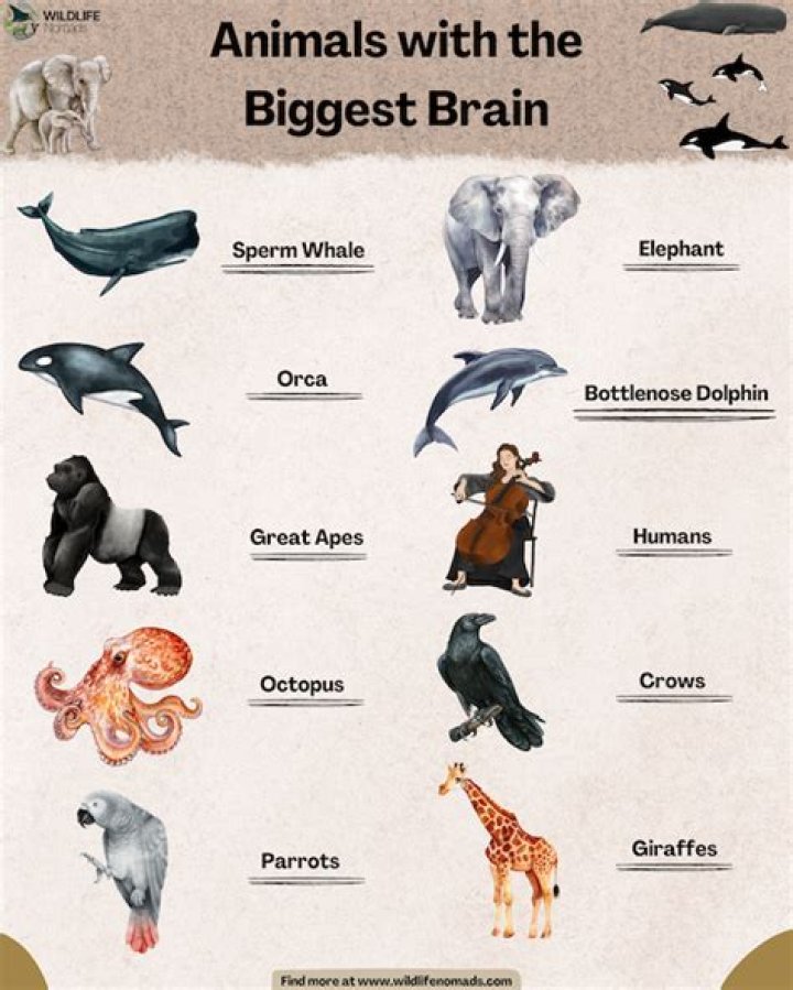What animal has smallest brain?