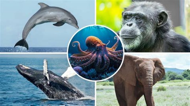 What animal has the best memory in the world?