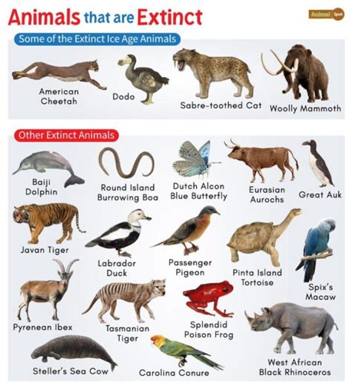 What animal is gentlest?