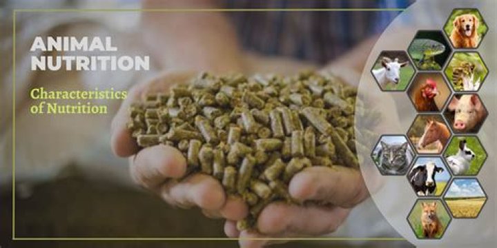 What animal makes soap? | ContextResponse.com