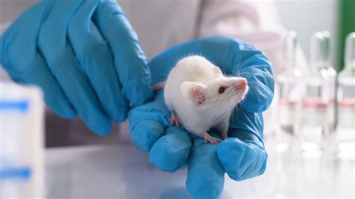 What animals are being over hunted?