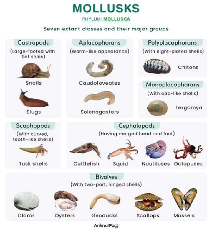 What animals are considered mollusks?