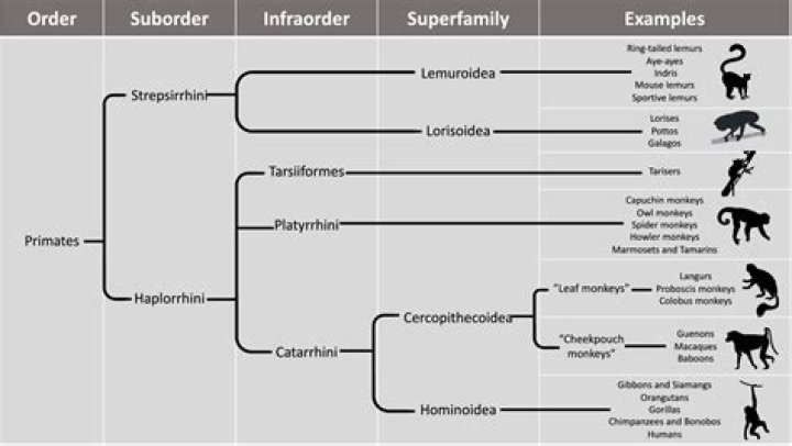 What animals are in suborder Odontoceti?
