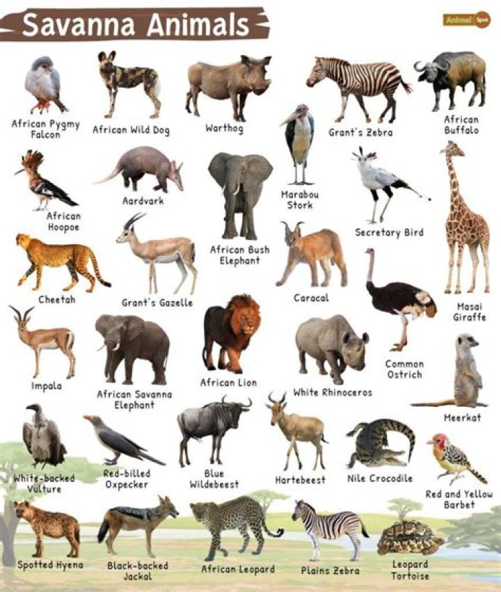 What animals can be vegan?