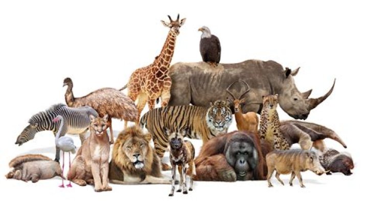 What animals have wet and smooth skin?
