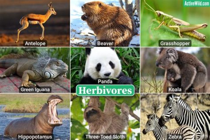What are 10 examples of herbivores?