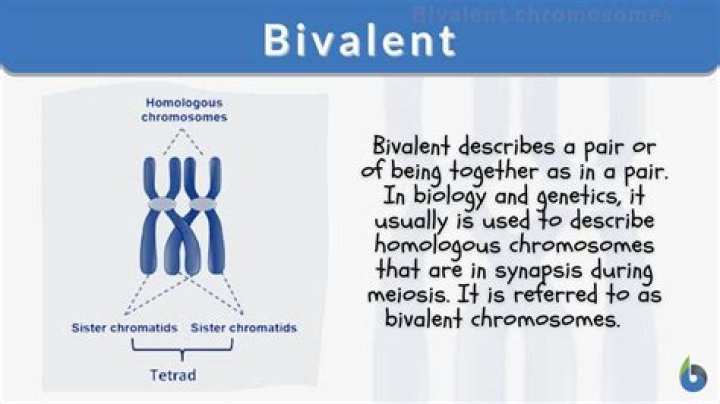 What are Bivalents in meiosis?