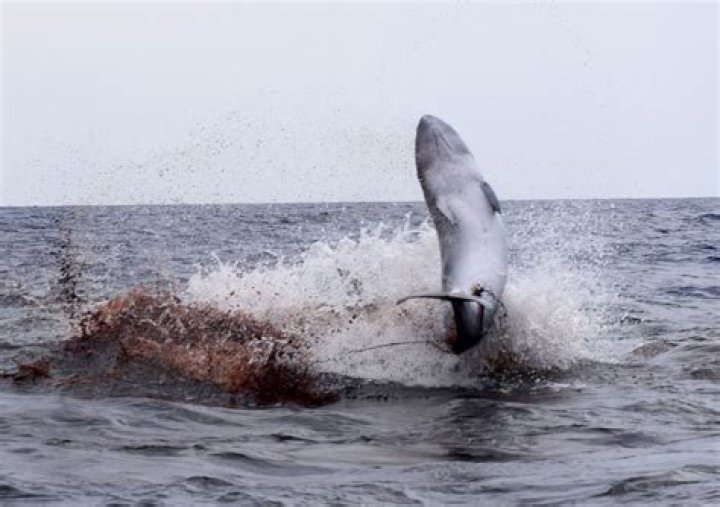 What are blue whales hunted for?