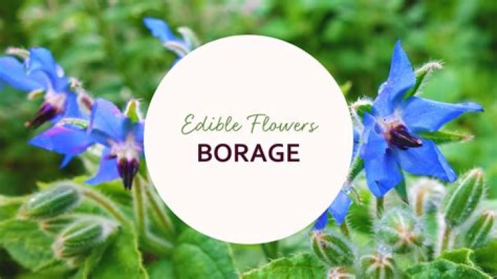 What are borage leaves used for?