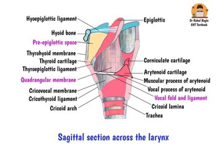 What are everted laryngeal Saccules?
