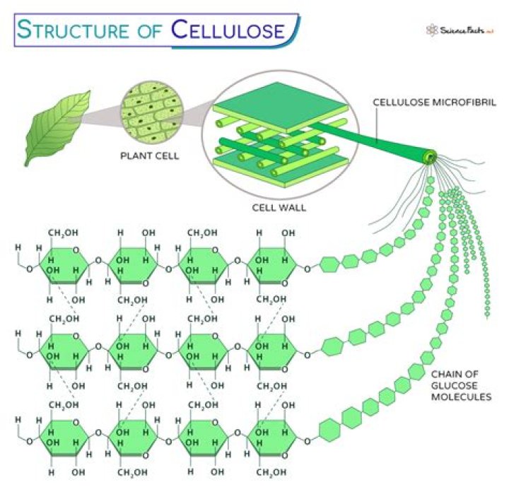 What are examples of cellulose?