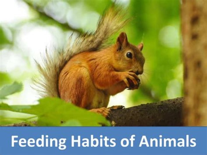 What are feeding habits?