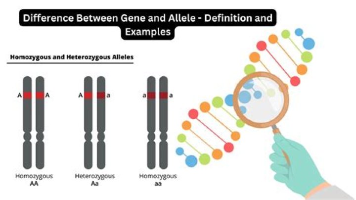 What are genes and where are they located?