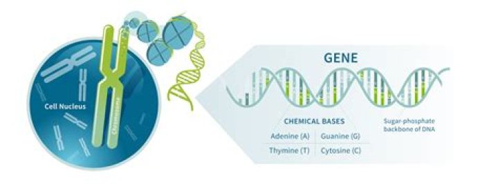 What are genes made of GCSE?