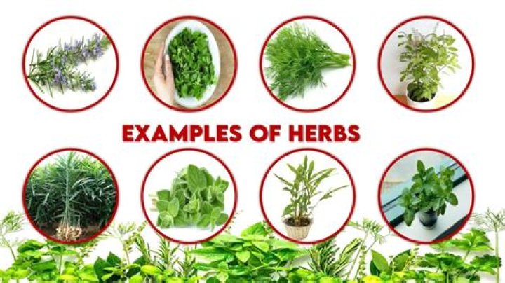 What are herbs plants?