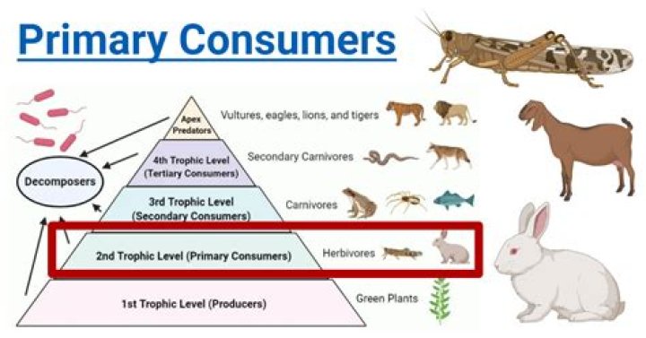 What are primary consumers?