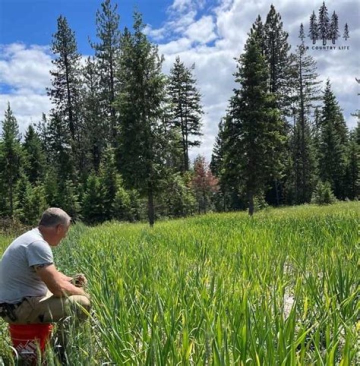 What are scapes on garlic?