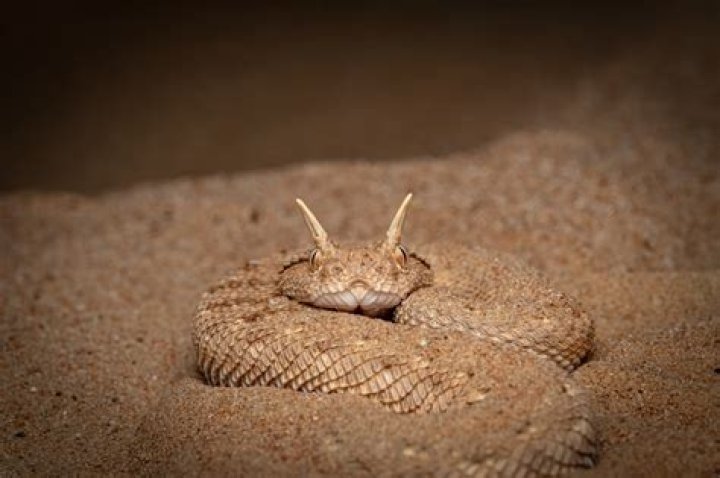 What are some advantages of living in the desert?