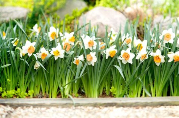 What are spring bulbs? | ContextResponse.com