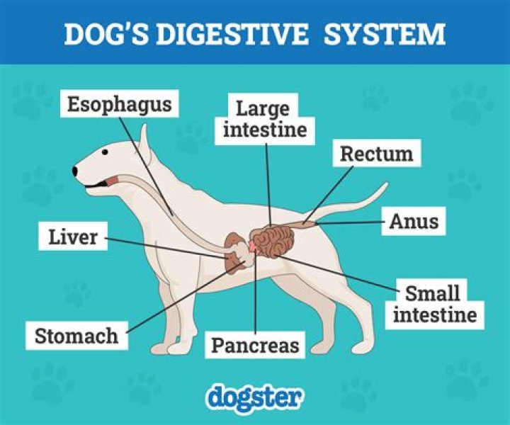 What are the 3 types of digestive systems?