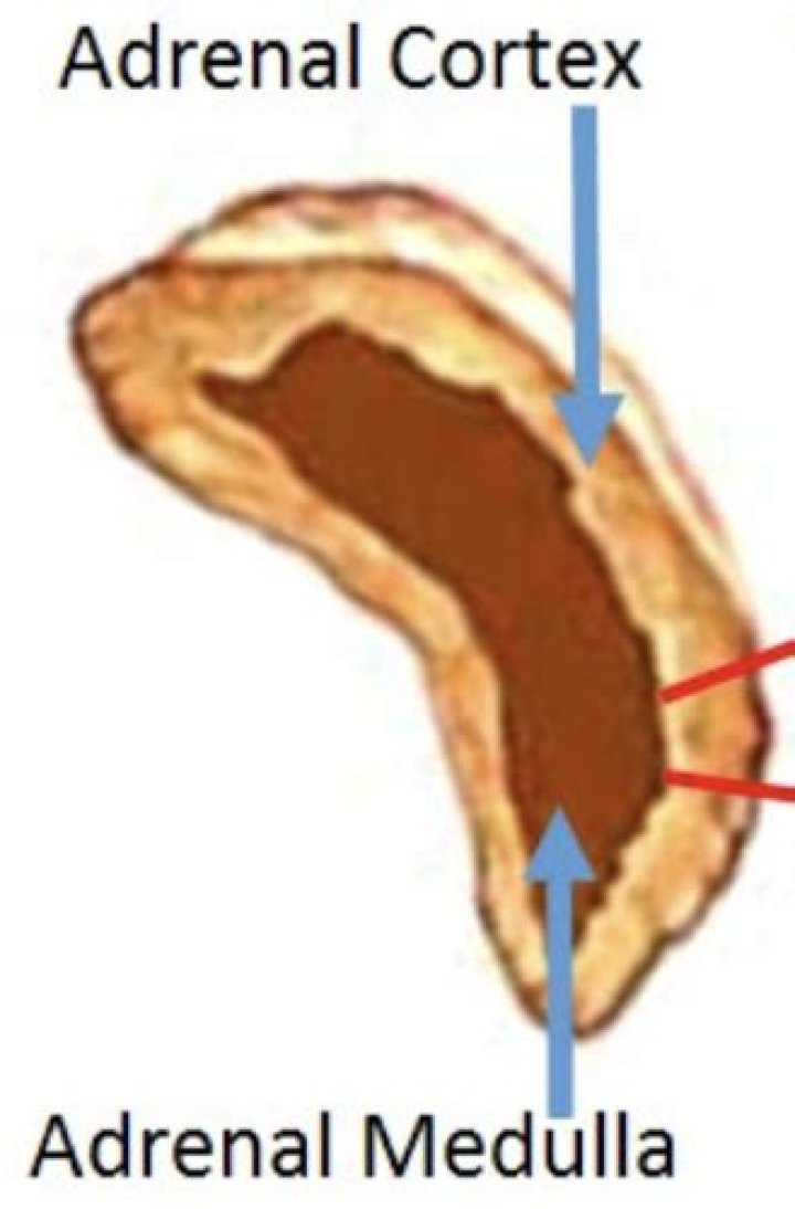 What are the 3 zones of the adrenal cortex?