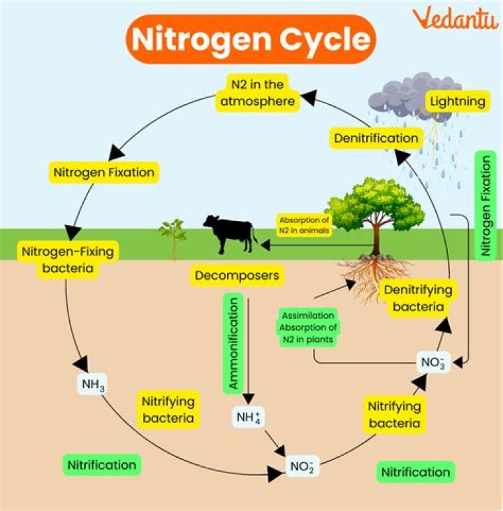 What are the 4 steps of the nitrogen cycle?