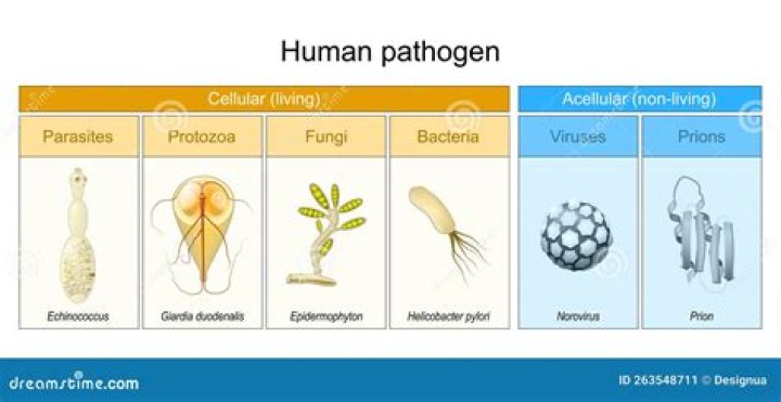 What are the 4 types of pathogens?