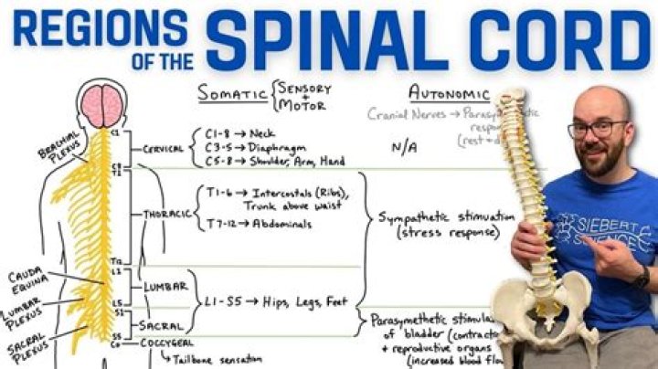 What are the 5 spinal regions?
