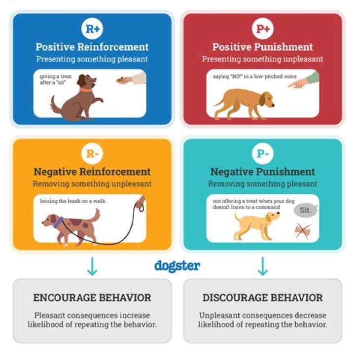 What are the basic types of reinforcers?