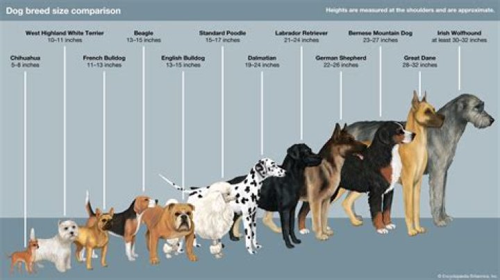 What are the best dog breeds to own?