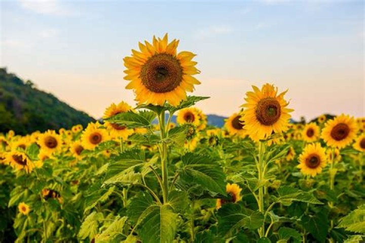 What are the big sunflowers called?