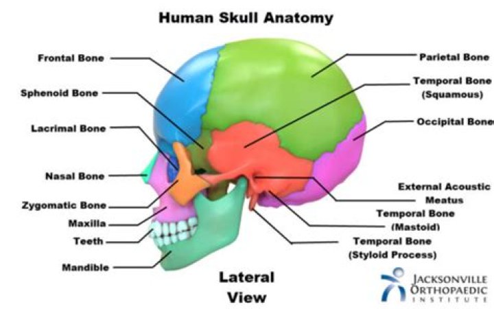 What are the bones that make up the nasal cavity?