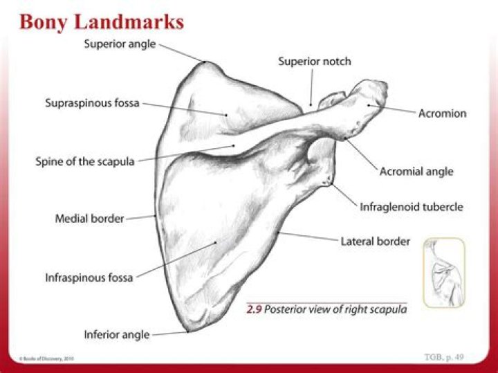 What are the bony landmarks of the scapula?