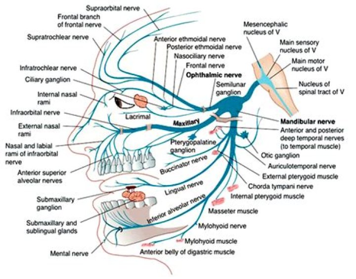 What are the branches of the trigeminal nerve?