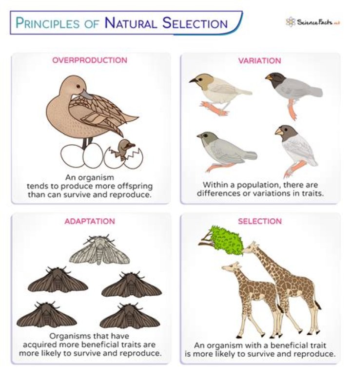 What are the characteristics of selection?