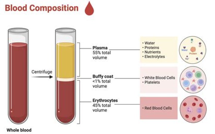 What are the components of blood plasma?