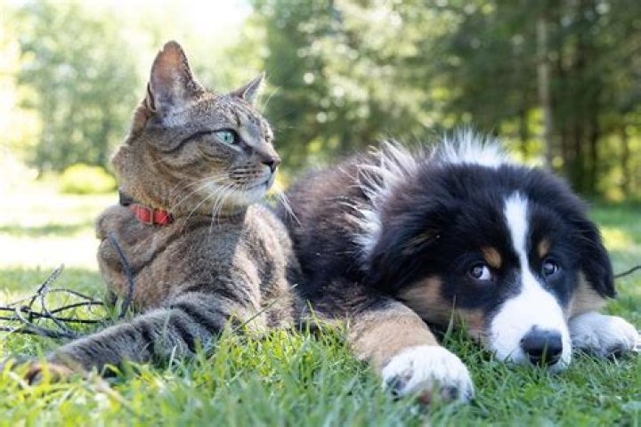 What are the differences between a cat and a dog?