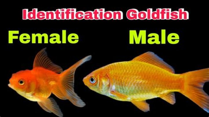 What are the differences between male and female goldfish?