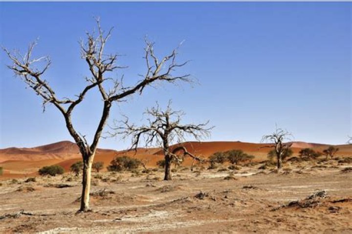 What are the effects of desertification?