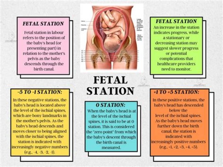What are the fetal stations?