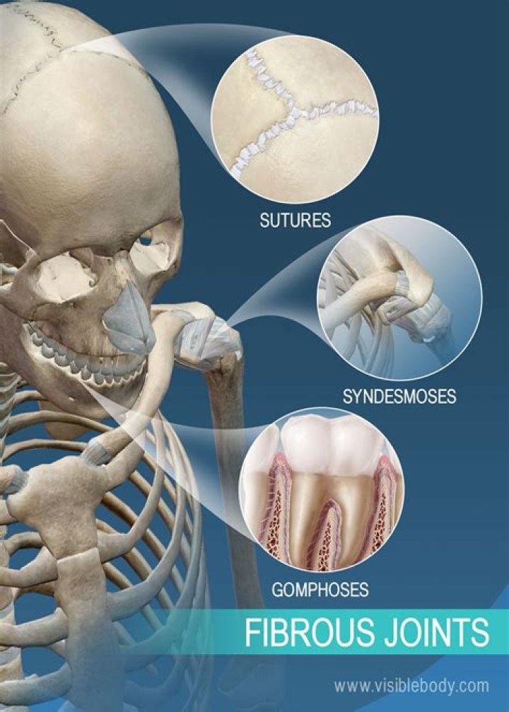 What are the fibrous joints?