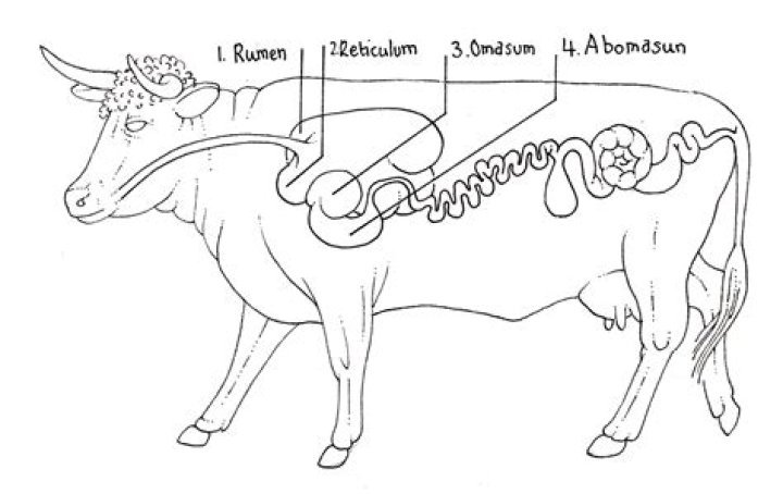 What are the four stomachs of a cow?