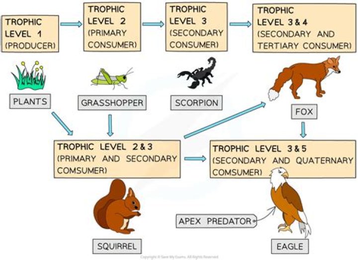What are the four trophic levels?