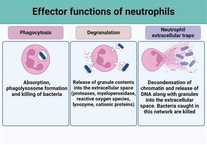 What are the functions of neutrophils and macrophages?